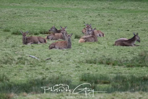 28 April 2026 Lochranza , Isle of Arran - Red Deer