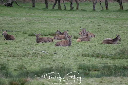 28 April 2026 Lochranza , Isle of Arran - Red Deer