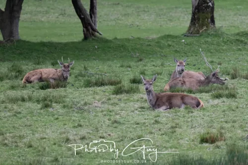 28 April 2026 Lochranza , Isle of Arran - Red Deer