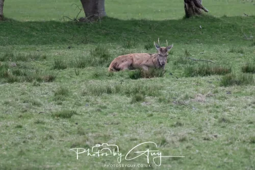 28 April 2026 Lochranza , Isle of Arran - Red Deer