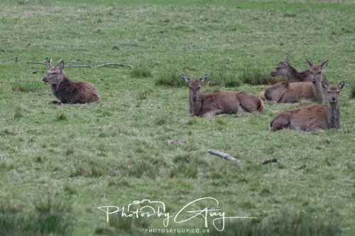 28 April 2026 Lochranza , Isle of Arran - Red Deer
