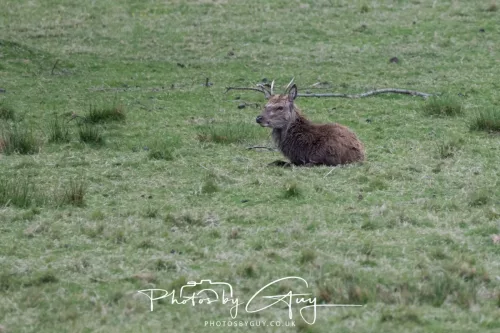 28 April 2026 Lochranza , Isle of Arran - Red Deer