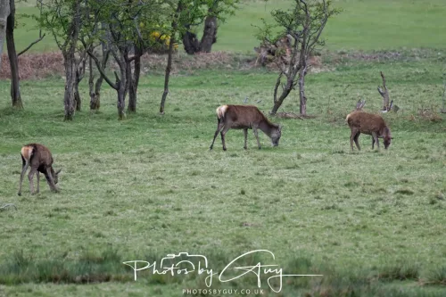 28 April 2026 Lochranza , Isle of Arran - Red Deer