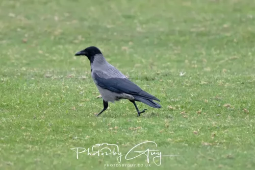 28 April 2026 Lochranza , Isle of Arran - Hooded Crow