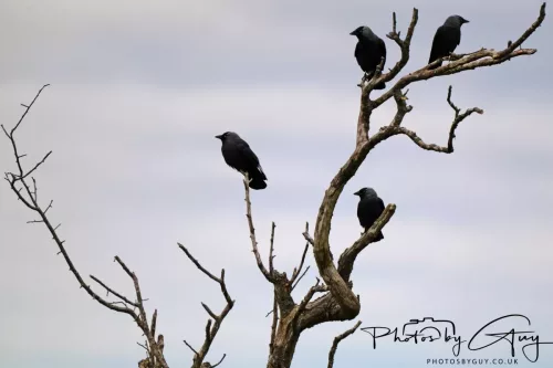 28 April 2026 - Kingscross, Isle of Arran - Crows