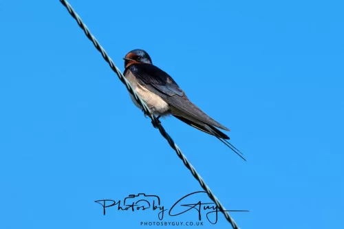 28 April 2026 - Kingscross, Isle of Arran - Swallow