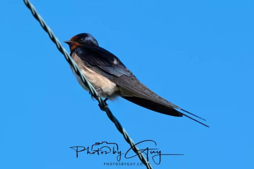 28 April 2026 - Kingscross, Isle of Arran - Swallow