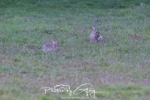 28 April 2026 - Kingscross, Isle of Arran - Rabbit