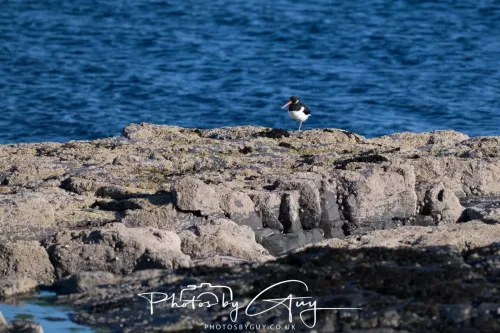 28 April 2026 - Kingscross, Isle of Arran - Oyster Ctatcher