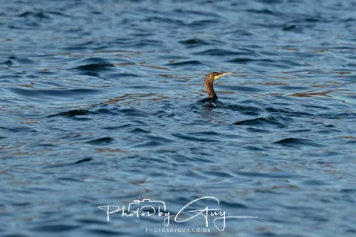 28 April 2026 - Kingscross, Isle of Arran - Cormorant