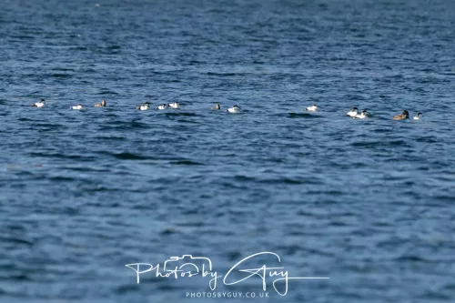 28 April 2026 - Kingscross, Isle of Arran - Eider `ducks