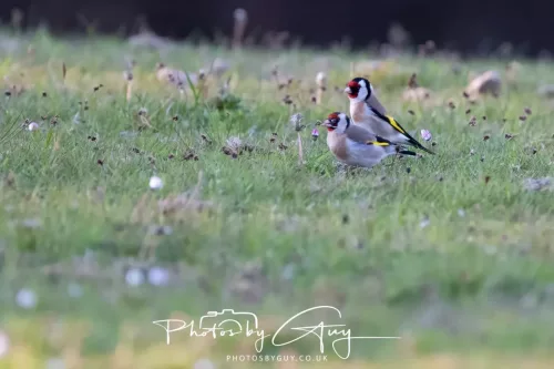 28 April 2026 - Kingscross, Isle of Arran - Goldfinch
