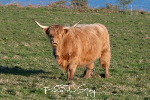 28 April 2026 - Kingscross, Isle of Arran - Highland Cow