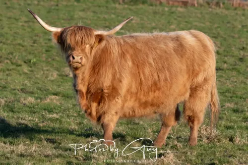 28 April 2026 - Kingscross, Isle of Arran - Highland Cow