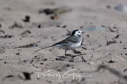 29 April 2026 Kildonan, Arran - White Wagtail
