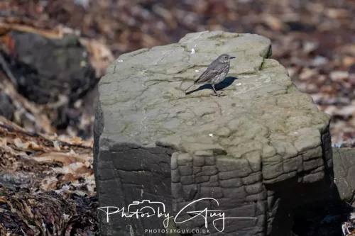 29 April 2026 Kildonan, Arran - Rock Pipit