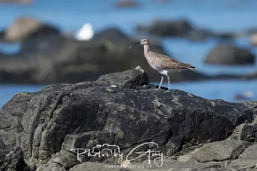 29 April 2026 Kildonan, Arran - Whimbrel