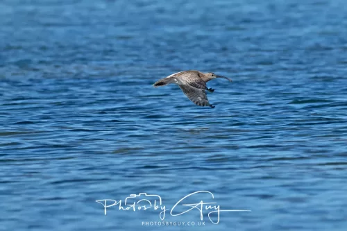 29 April 2026 Kildonan, Arran - Whimbrel