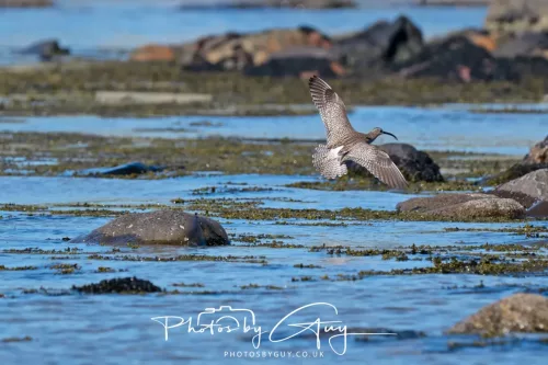 29 April 2026 Kildonan, Arran - Whimbrel