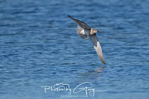 29 April 2026 Kildonan, Arran - Whimbrel