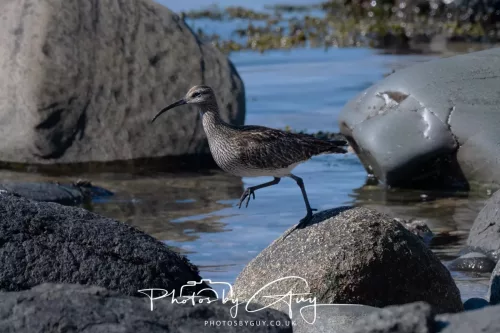 29 April 2026 Kildonan, Arran - Whimbrel
