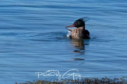 29 April 2026 Kildonan, Arran - Red Breasted Merganser