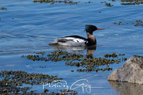 29 April 2026 Kildonan, Arran - Red Breasted Merganser