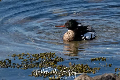 29 April 2026 Kildonan, Arran - Red Breasted Merganser
