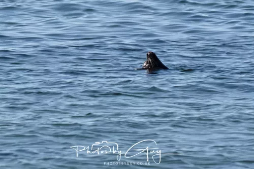 29 April 2026 Kildonan, Arran - Seal