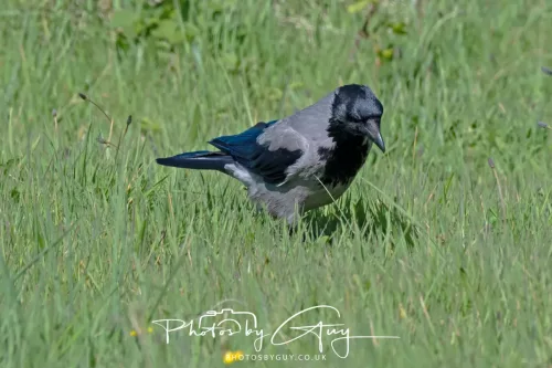 29 April 2026 Kildonan, Arran - Hooded Crow