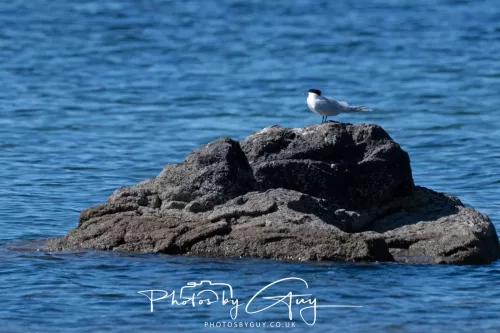 29 April 2026 Kildonan, Arran - Sandwich Tern