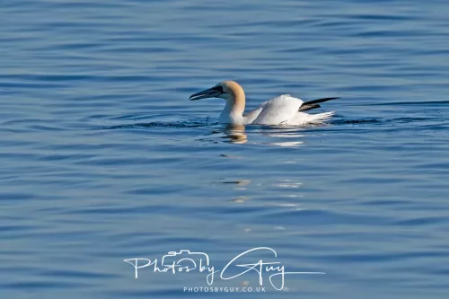 29 April 2026 Kingcross, Arran - Gannet