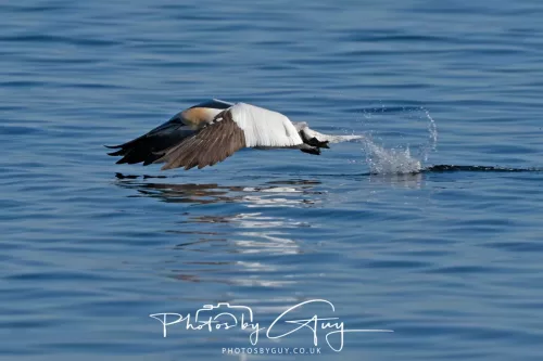 29 April 2026 Kingcross, Arran - Gannet