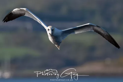 29 April 2026 Kingcross, Arran - Gannet