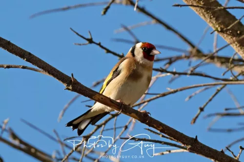 29 April 2026 Kingcross, Arran- Goldfinch