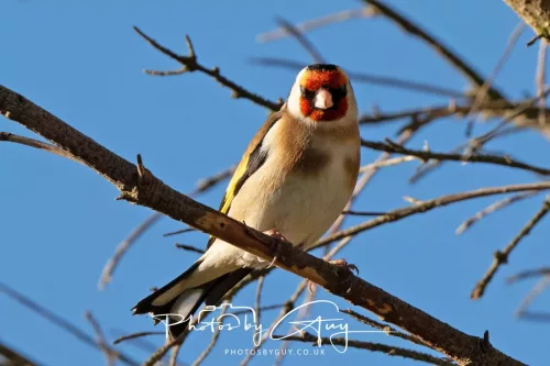 29 April 2026 Kingcross, Arran - Goldfinch