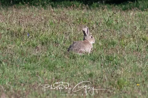 30 April 2026 Lamlash Bay, Clauchlands Point, & Kingscross - Rabbit