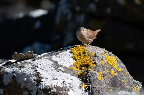 30 April 2026 Lamlash Bay, Clauchlands Point, & Kingscross -Wren