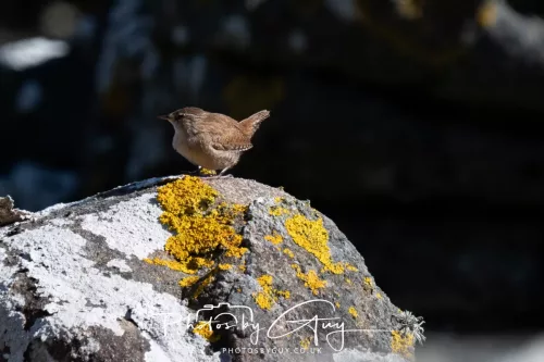30 April 2026 Lamlash Bay, Clauchlands Point, & Kingscross - Wren