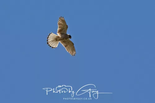 30 April 2026 Lamlash Bay, Clauchlands Point, & Kingscross - Kestrel