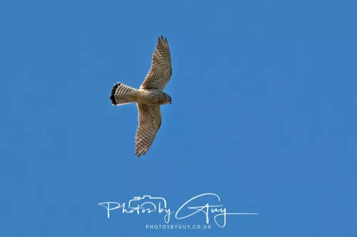 30 April 2026 Lamlash Bay, Clauchlands Point, & Kingscross -Kestrel