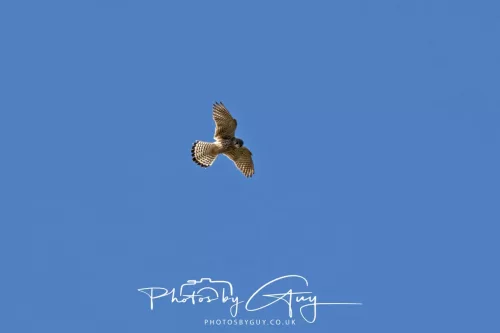 30 April 2026 Lamlash Bay, Clauchlands Point, & Kingscross -Kestrel