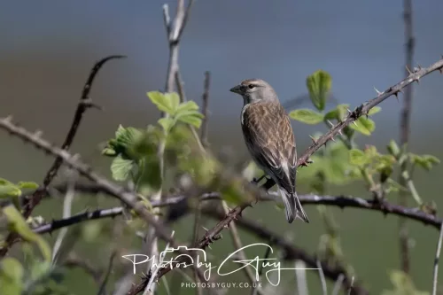 30 April 2026 Lamlash Bay, Clauchlands Point, & Kingscross -Dunnock
