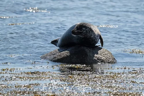 30 April 2026 Lamlash Bay, Clauchlands Point, & Kingscross -Seal