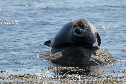 30 April 2026 Lamlash Bay, Clauchlands Point, & Kingscross - Seal