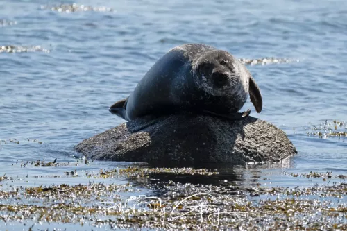 30 April 2026 Lamlash Bay, Clauchlands Point, & Kingscross -Seal
