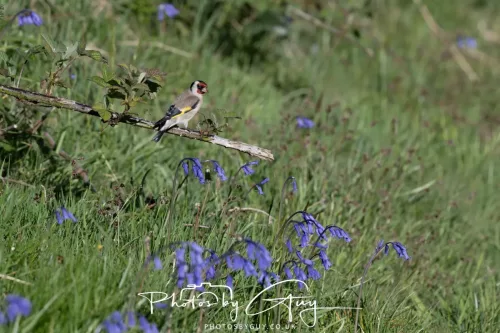 30 April 2026 Lamlash Bay, Clauchlands Point, & Kingscross - Gannet - Goldfinch