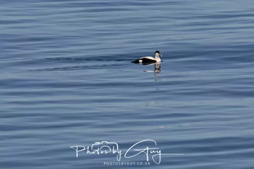 30 April 2026 Lamlash Bay, Clauchlands Point, & Kingscross - Eider