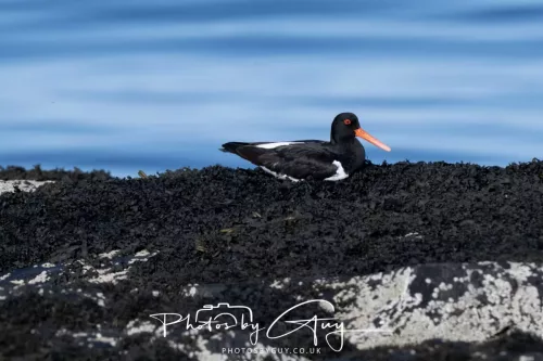 30 April 2026 Lamlash Bay, Clauchlands Point, & Kingscross - Oyster Catcher