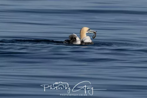 30 April 2026 Lamlash Bay, Clauchlands Point, & Kingscross - Gannet